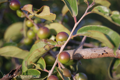 Diospyros chloroxylon